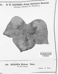 Diplodia hederae image